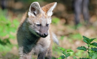 Trois louveteaux à crinière sont nés en février 2016 au safari de Peaugres