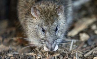 Dans les centres historiques, on compte souvent 1,5 à 1,7 rats par habitant.