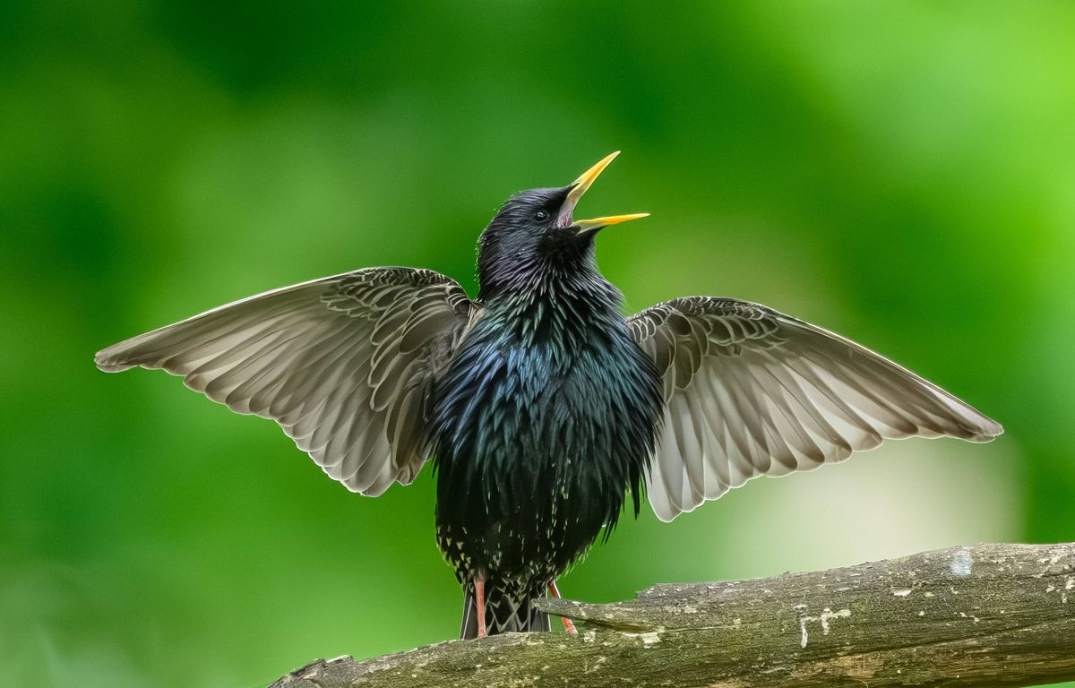Etats-Unis : Des dizaines d’oiseaux morts s’écrasent au sol dans la même rue, une enquête ou image