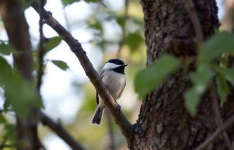 Pourquoi les mésanges choisissent-elles toujours les mêmes arbres pour nicher ?