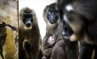 Des Mandrills au zoo de Dvur Kralove, en République Tchèque.