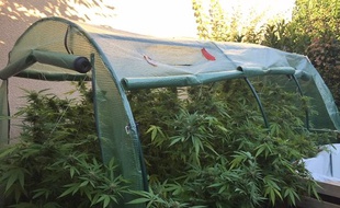 Une culture de cannabis a été découverte à Launac, en Haute-Garonne.