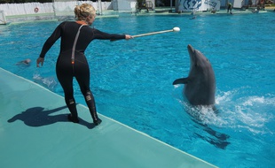A Port-Saint-Père, le 29 mai 2015, les dauphins du parc animalier Planete Sauvage.