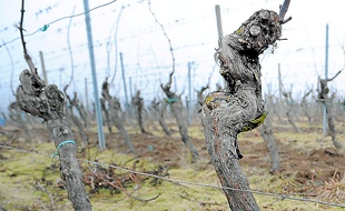Des lieux-dits " Premier Cru "pourraient être créés. (Archives)