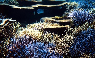 Des scientifiques australiens explorant des endroits jusqu'ici inconnus de l'océan Indien ont annoncé jeudi avoir découvert des fragments de Gondwana, un supercontinent qui rassemblait il y a des millions d'années les terres situées aujourd'hui dans l'hémisphère sud.