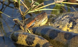 Un anaconda (illustration).