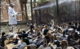 Un premier cas humain de grippe aviaire H5N1 a été recensé à Djibouti, a annoncé jeudi le ministre djiboutien de la Santé, Abdallah Abdillahi Miguil. Après l'Egypte, où cinq personnes sont mortes de la grippe aviaire, Djibouti est le second pays africain où un cas humain de H5N1 est confirmé.