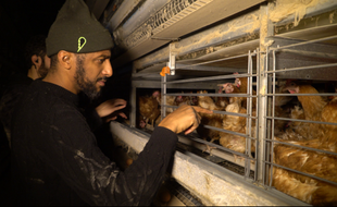 Le rappeur Stomy Bugsy a participé à la libération de poules dans un élevage en batterie.