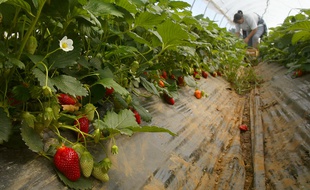 Illustration d'une femme cueillant des fraises de type gariguette dans une serre.