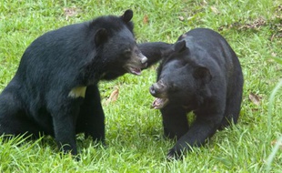 Des ours noirs d'Asie jouent (illustration).