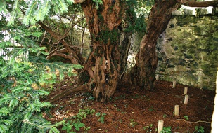 Un if de Fortingall âgé d'environ 5000 ansen Ecosse.