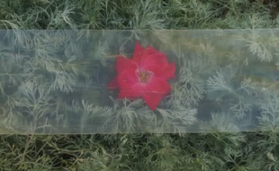 Un bois transparent pourrait remplacer le verre un jour
