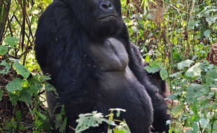 Un «gorille de montagne» en République démocratique du Congo.
