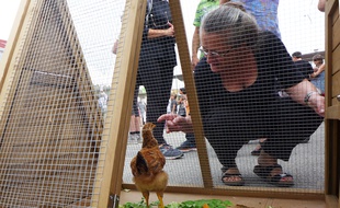Laurence Thiebaut et son association VIE fourniront 40 poules à des familles vençoises.