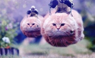 Illustration d'un Lolcat.