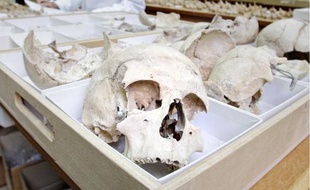 Francis Duranthon a retrouvé 53 mandibules dans une cave du Muséum.