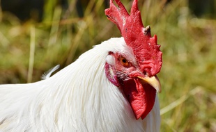 Les combats de coq sont interdits dans le Vaucluse (photo d'illustration).