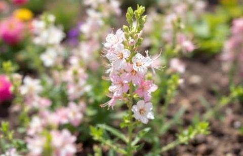 Ne laissez plus vos massifs dépérir en juillet : plantez cette vivace sans arrosage pour un été fleuri et facile à entretenir