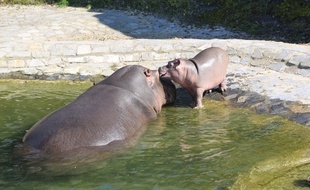 Le petit hippopotame et sa maman, au parc belge Pairi Daiza.