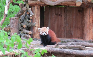 Un panda roux au parc animalier de Sainte-Croix (Moselle).