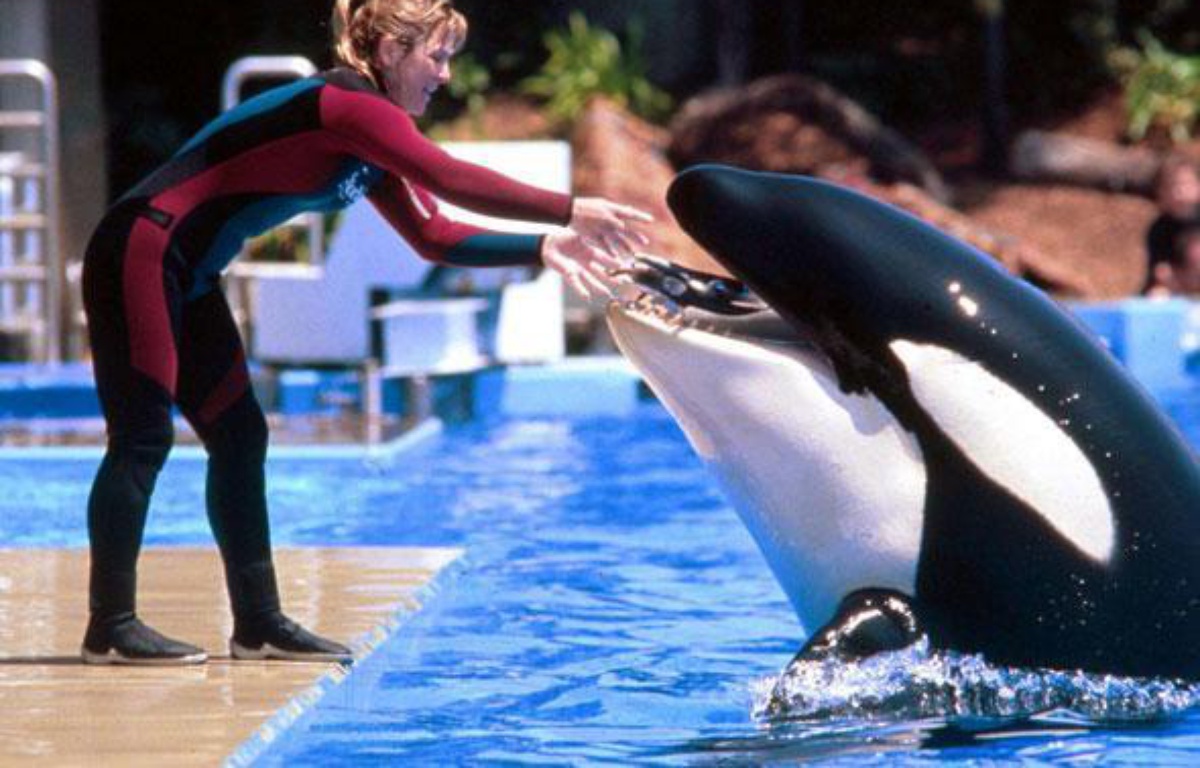 Orque Tilikum Tué Sa Dresseuse Video Une orque tue sa dresseuse devant des spectateurs terrorisés