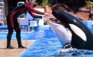 La dresseuse Dawn Brancheau et l'orque Tillikum, dans le parc SeaWorld à San Diego, en 1998.
