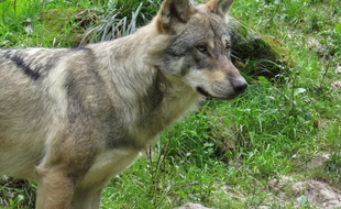 Illustration d'un loup.