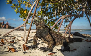 Un iguane se prélasse non loin de touristes sur une place de l'île de Santa Cruz au Galapagos.