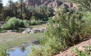 Nichée dans les montagnes du Haut-Atlas, la vaste oasis d'Errachidia, parmi les plus belles du sud marocain, est aujourd'hui menacée par l'exploitation irraisonnée des points d'eau qui lui donnent vie depuis des millénaires.