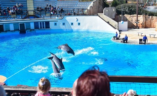Les dauphins du parc Astérix en 2016.