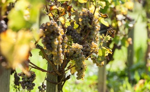 Vignes dans les Sauternes (Blanc liquoreux)