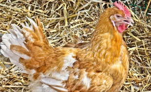 Poule dans une ferme .