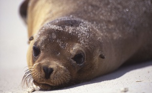 Un lion de mer (photo d'illustration).