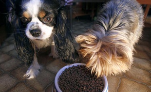 Des chiens mangent des croquettes.
