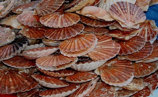 Illustration de coquilles Saint-Jacques.