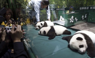 Bon, là, ils ne débordent pas vraiment d'énergie, mais le directeur du Safari Park Chimelon l'assure : ces triplés pandas sont en bonne santé.