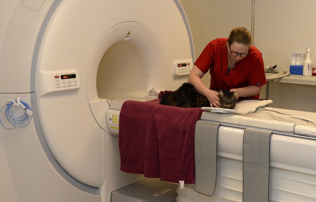 VIDEO. Rennes: Une clinique ultramoderne pour soigner les animaux de compagnie