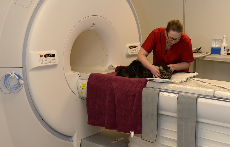 VIDEO. Rennes Une clinique ultramoderne pour soigner les animaux de compagnie