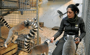 Le nourrissage des lémuriens de Madagascar, moment de contact privilégié.