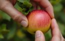 Vous voulez des pommes bien sucrées ? Ces deux signes infaillibles à vérifier avant la récolte font toute la différence