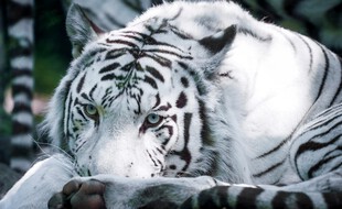 Un tigre blanc du zoo de Beauval, en septembre 2019.