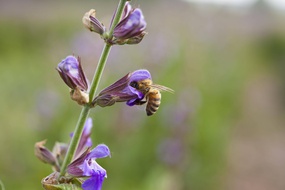 Une abeille en plein travail (photo d'illustration)