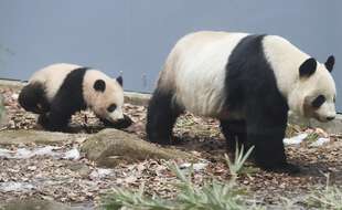 La femelle panda Shin Shin, ici avec son bébé Xiang Xiang, né en 2017.