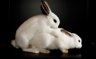 Des lapins présentés en plein accouplement dans l'exposition "Bêtes de sexe", au Palais de la découverte, à Paris, du 23 octobre 2012 au 25 août 2013.
