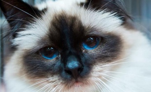Un chat birman à Dortmund le 9 mai 2014