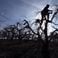 Les arbres fruitiers sont branchés par le froid