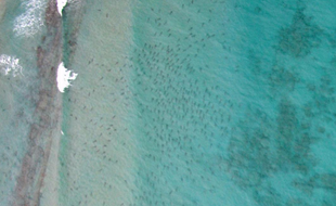 Quelque 10.000 requins à pointe noire ont été aperçus, en février 2015, à une centaine de mètres d'une plage de Palm Beach, en Floride (Etats-Unis).
