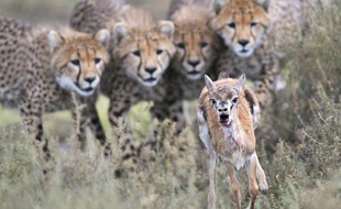 Des guépards guettant une gazelle de Thomson, en Tanzanie, un cliché du photographe animalier Grégoire Bouguereau.