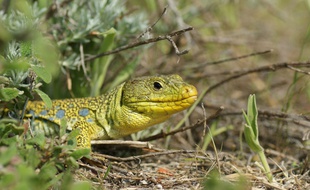Un lézard ocellé