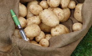 Des chercheurs ont trouvé des patates vieilles de 10.900 ans dans l'Utah
